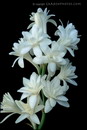 راهنمای نگهداری و پرورش گل و گیاهان زینتی - گل مریم